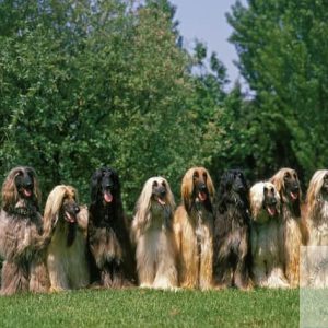 Afghan Hound