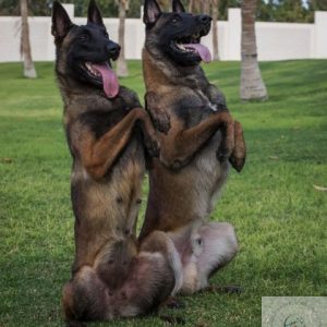 Belgian Malinois