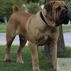 Boerboels