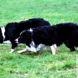 Border Collie