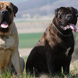 Bullmastiff