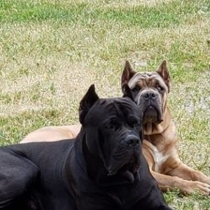 Cane Corso