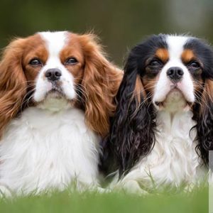 Cavalier King Charles Spaniels