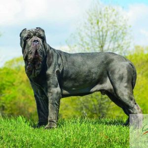 Neapolitan Mastiff