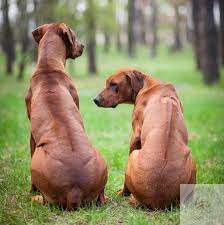 Rhodesian Ridgeback