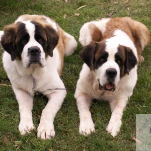 Saint Bernard