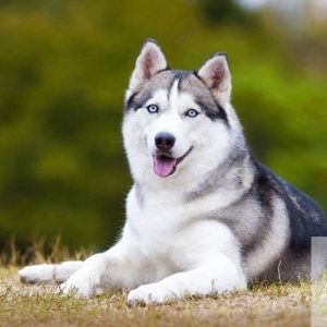 Siberian Husky