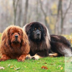 Tibetan Mastiff