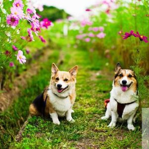 Welsh Corgi