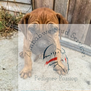 boerboel puppies for-sale Harare baretta x poker