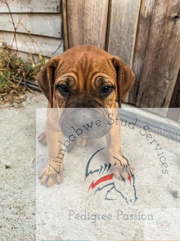 boerboel puppies for-sale Harare baretta x poker