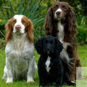 Cocker Spaniel