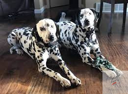 Dalmatian