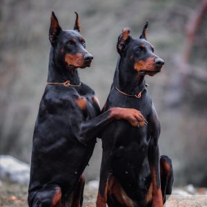 Dobermann