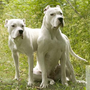 Dogo Argentino