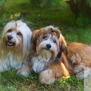 Havanese