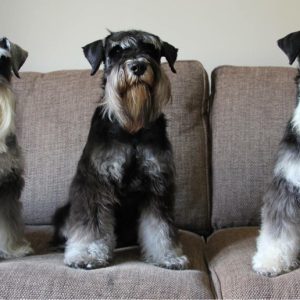 Miniature Schnauzer