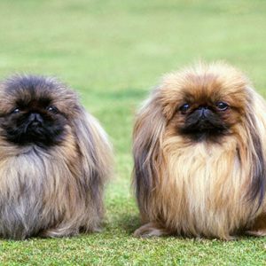 Pekingese