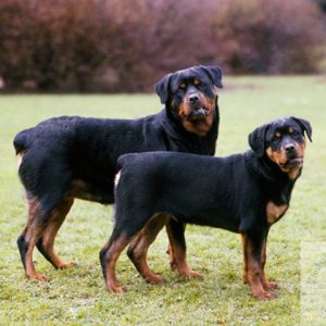 Rottweiler